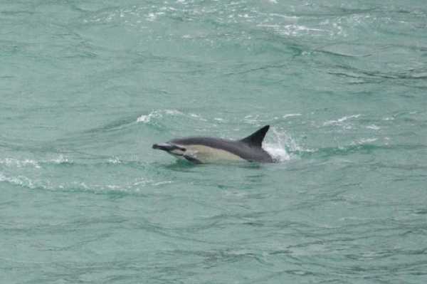 26 January 2020 - 09-09-42
Denis the Dartmouth Dolphin